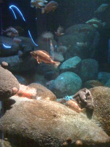 Fish Some random fish tank