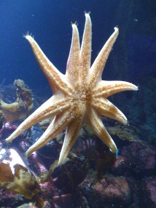 Starfish A starfish that was sticking to the glass