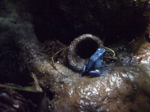 Blue Frog A little blue frog that took me forever to spot
