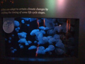 Jelly Fish A tank of jellies