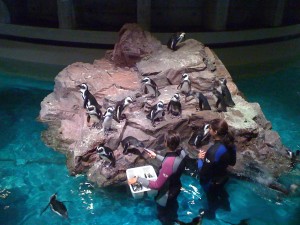The Feeding Penguins getting fed