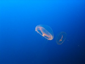 4-21 017 JellyFish